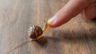 Snail