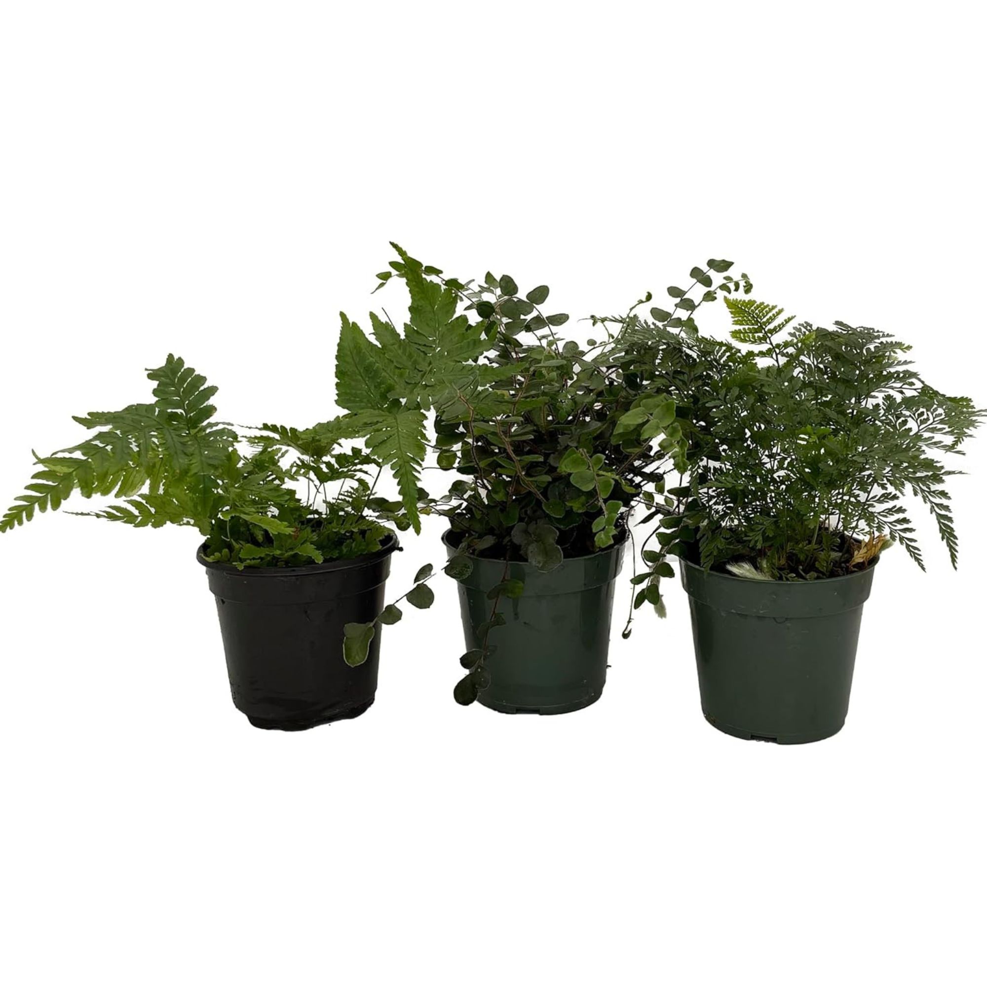 Fern