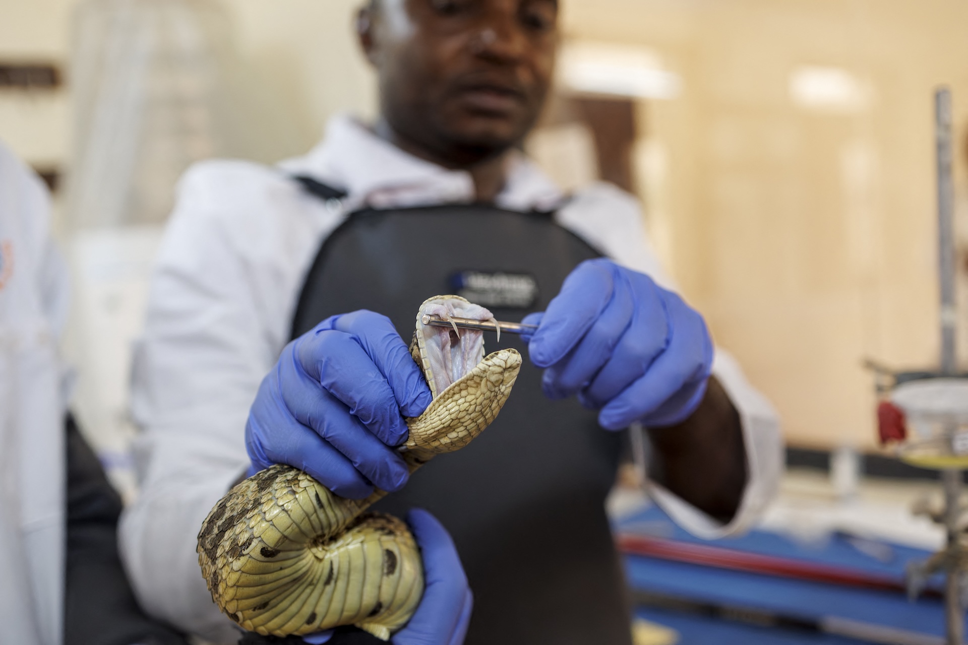 A researcher extracts antivenom from an African puff adder