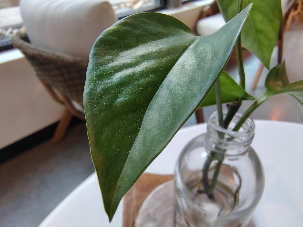 A close-up of a leaf