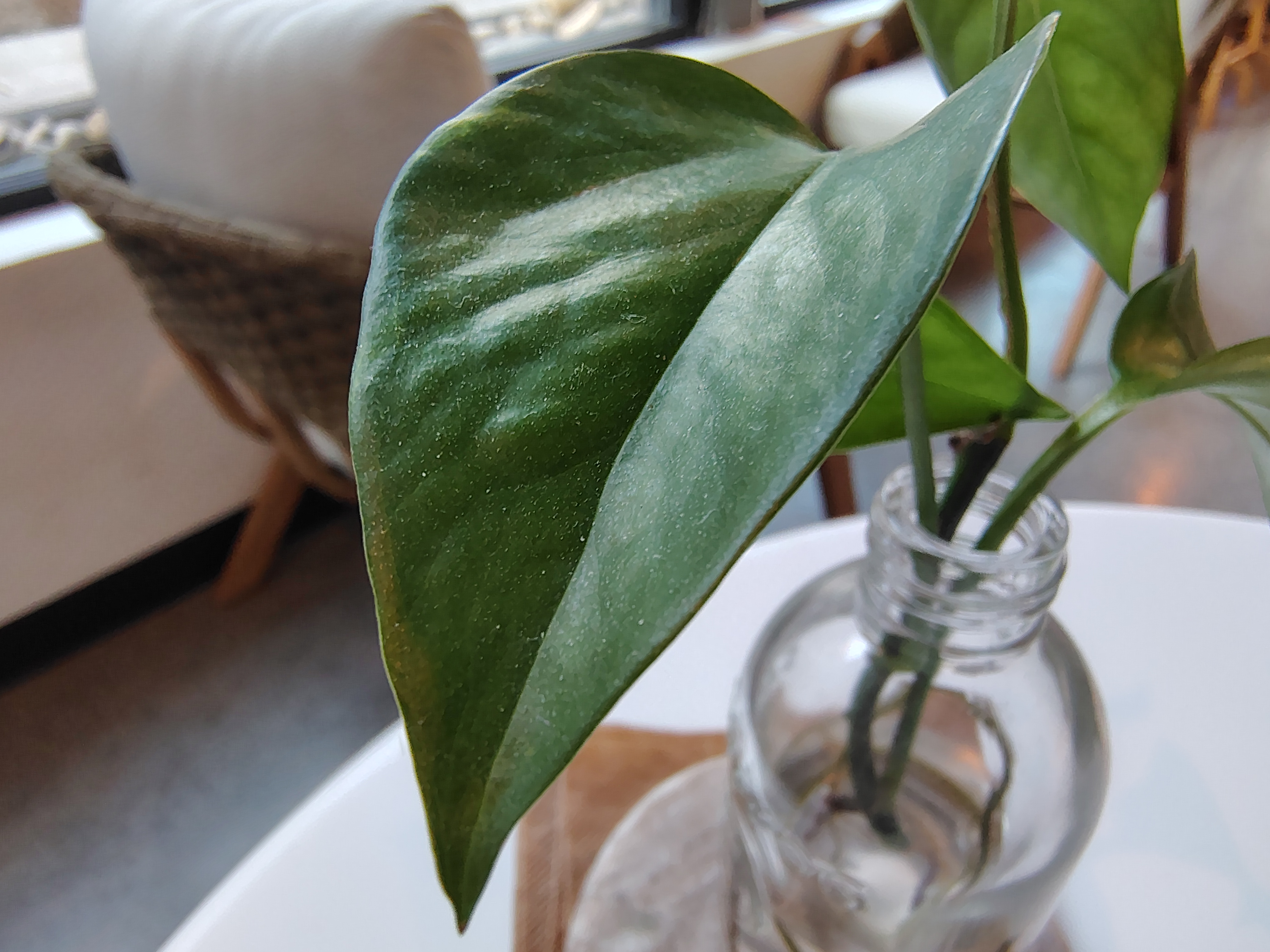 A close-up of a leaf