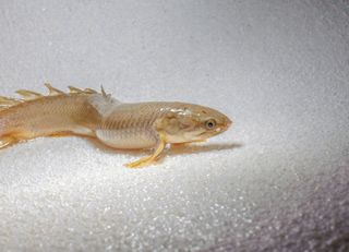 A bichir fish walks along land.