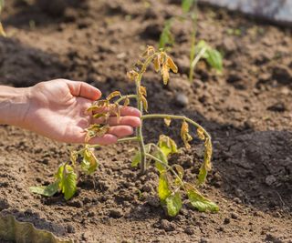 A hand holding the wilted leaves of a tomato seedling damaged by cold