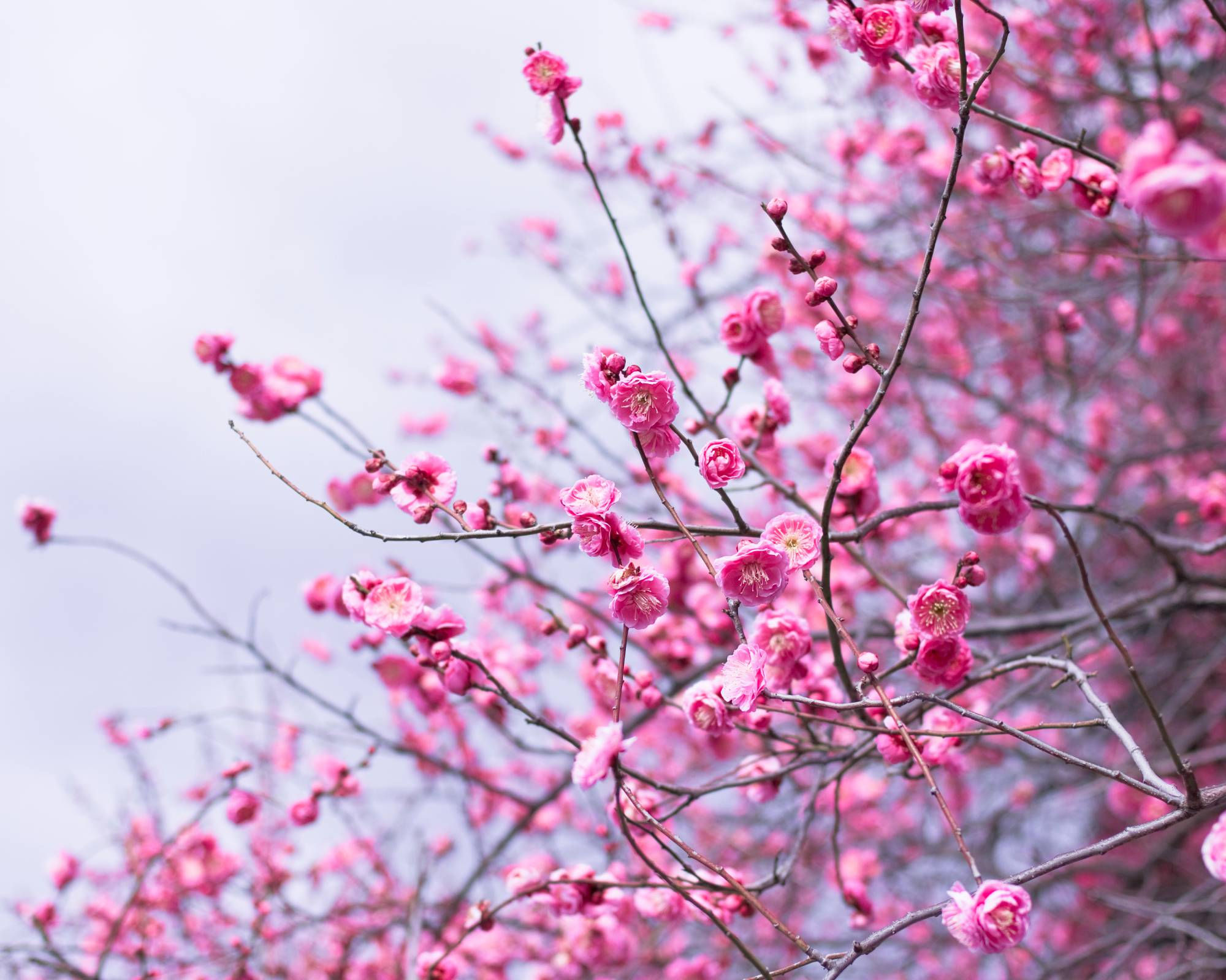 Pink blossoms on Japanese flowering apricot fruit tree