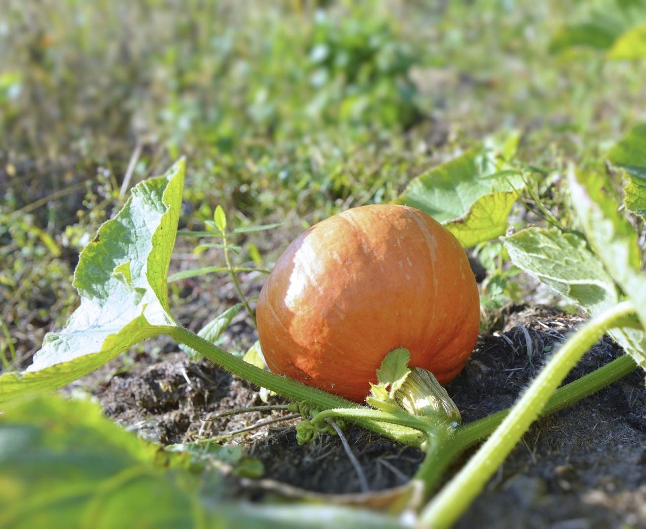 Small Pumpkin Plant