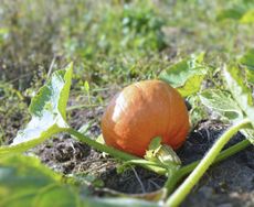 Small Pumpkin Plant