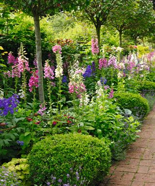 Row of tall plants in long garden