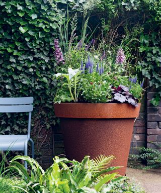 Thriller, spiller, filler - outdoor potted plants