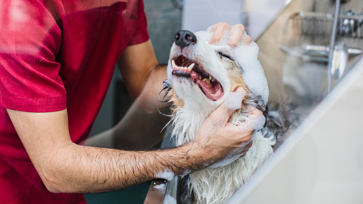 Dog getting a bath using dog shampoo