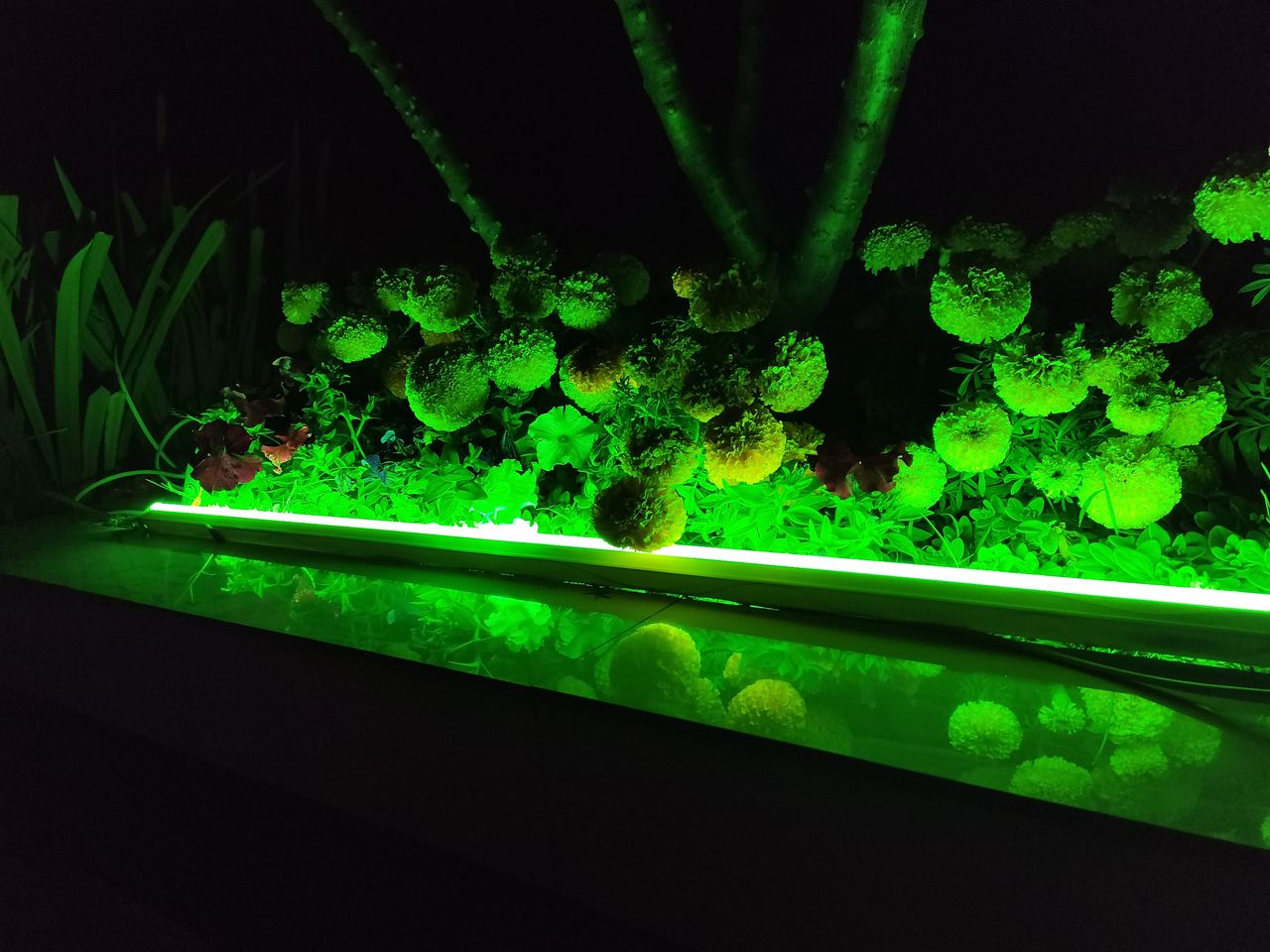 RedMagic 7 phone camera sample