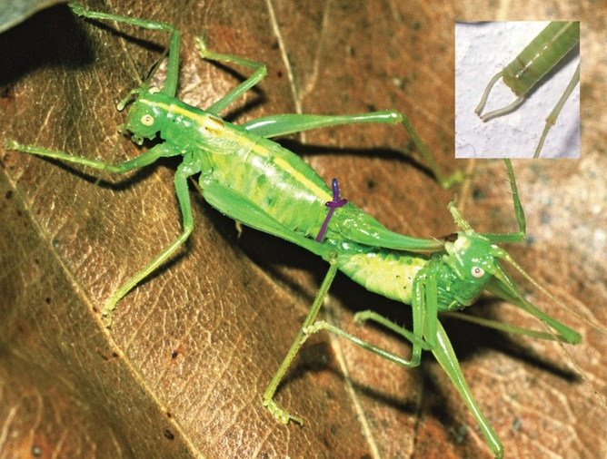 Mating pair of Meconema bushcrickets, female to the left, with male’s genital tongs highlighted in purple (and shown in inset).