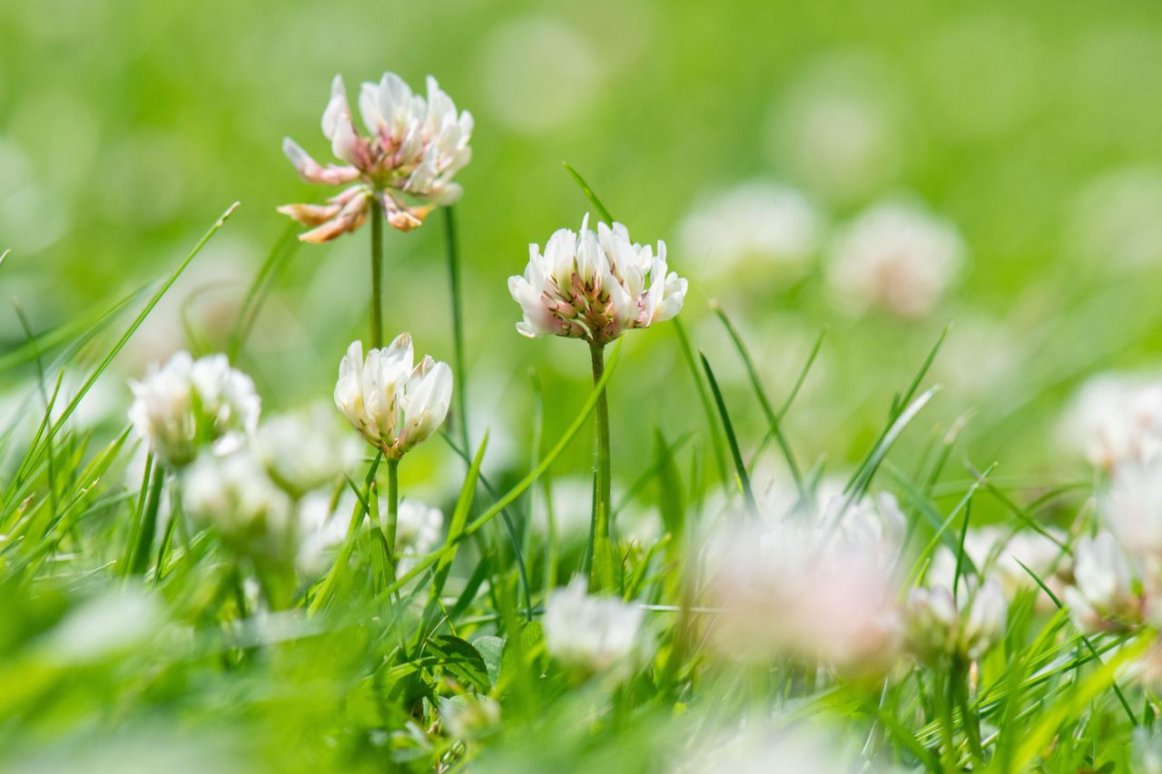 A close up of clovers on the ground