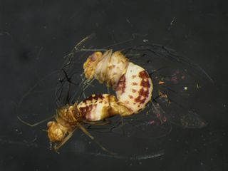 Another image showing Neotrogla curvata cave insects copulating with the female organs collecting sperm capsules from the male.