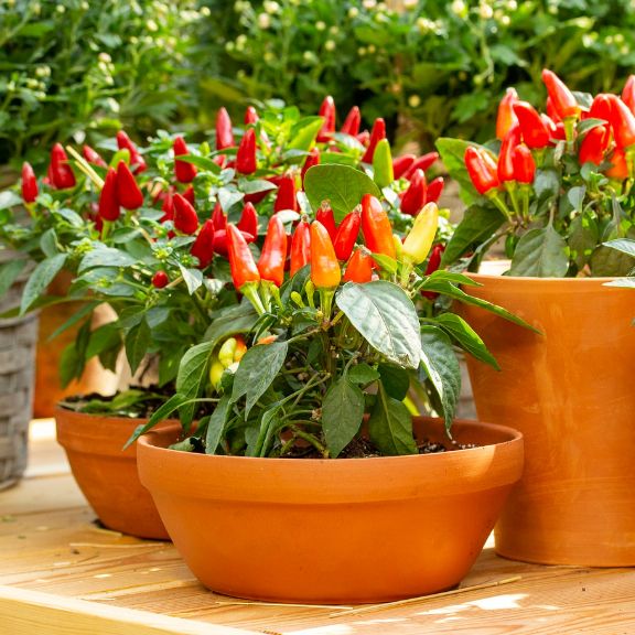 Surprising Results With Container Peppers | Gardening Know How