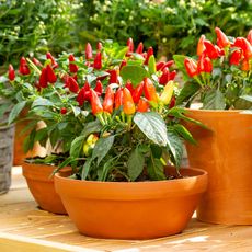 Hot pepper plants in containers