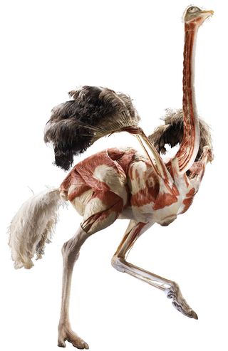 Animal photo from the Animals Inside Out Exhibit by Gunther von Hagens.