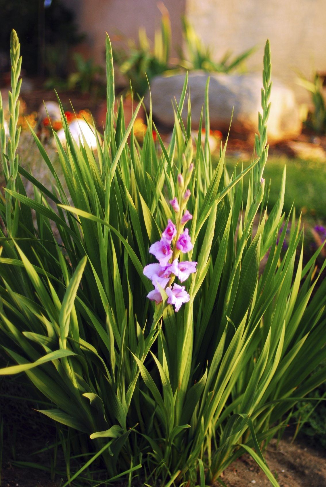 Long Leaved Gladiolus Plant