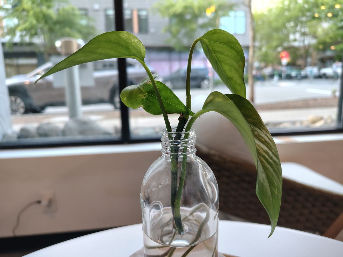 A plant in a small vase