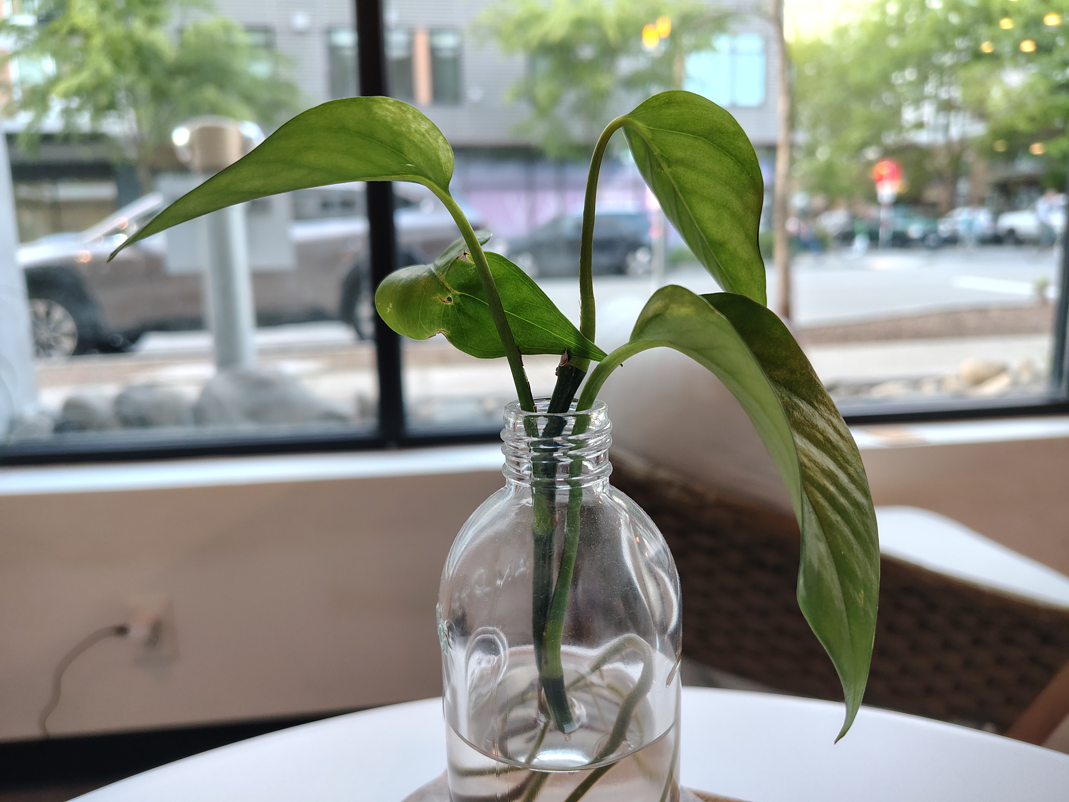 A plant in a small vase