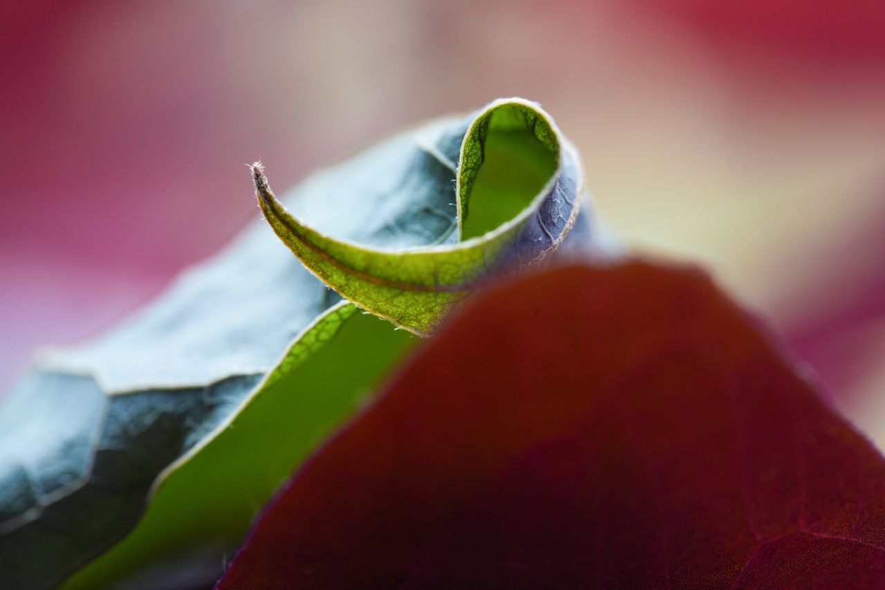 Sample image taken with the Sony FE 100mm f/2.8 Macro GM OSS lens using a Sony A7R V