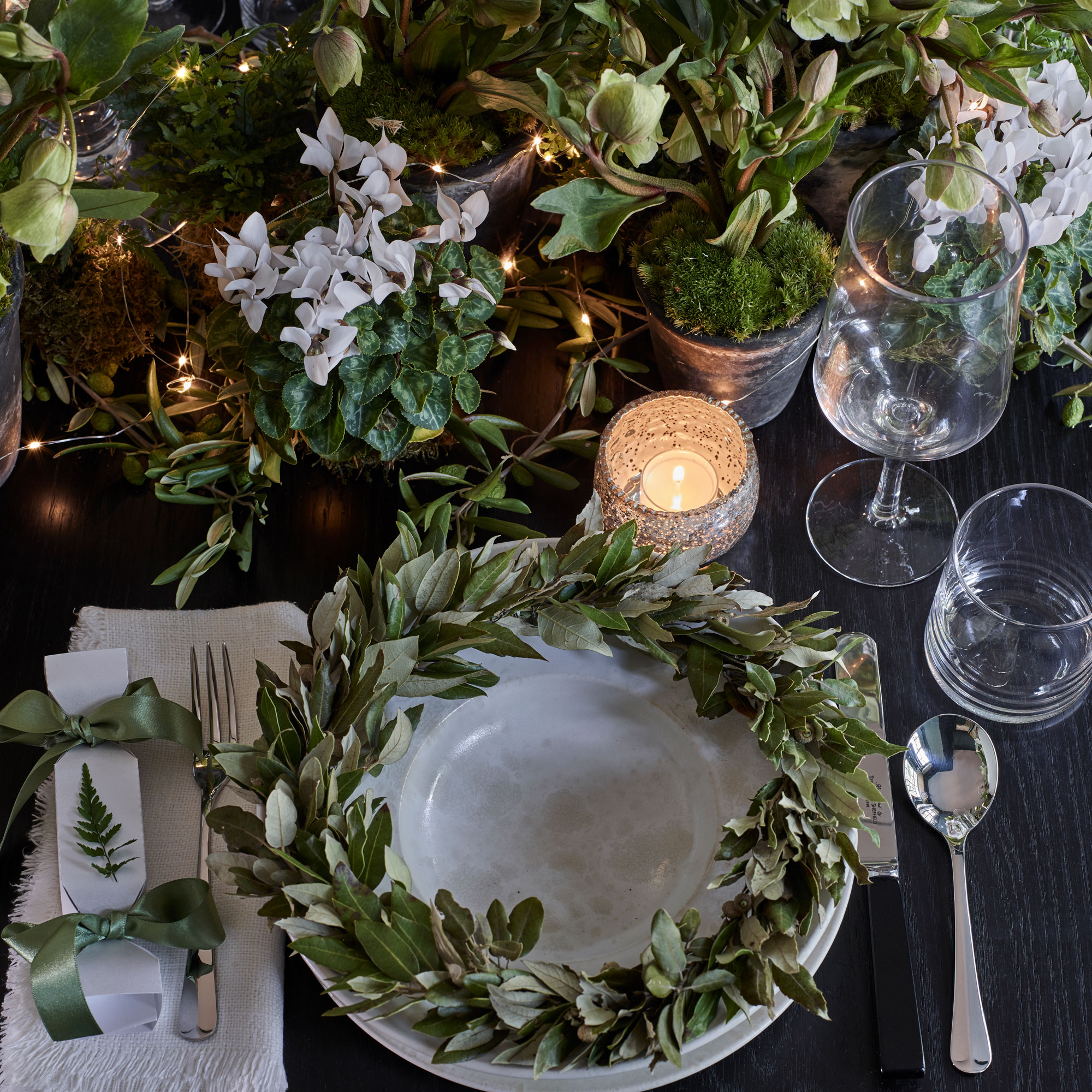 White flowering cyclamen on a table