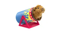 best guinea pig accessories Haypigs! Cavy Cannonball Tilting Tunnel