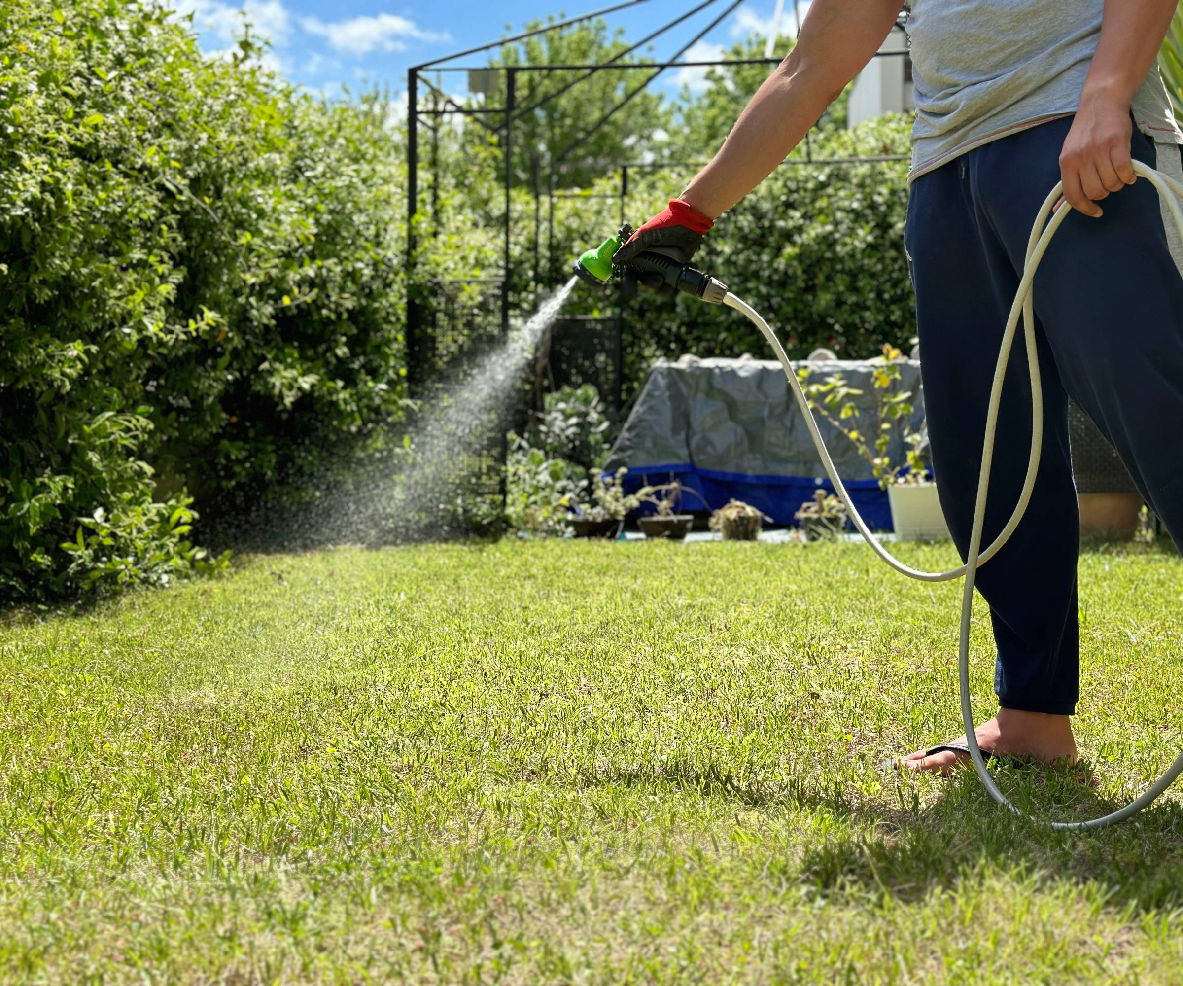 A man waters the lawn with a hose
