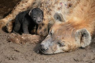 extreme births, Hyenabirth