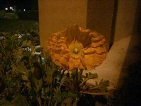 No Flash