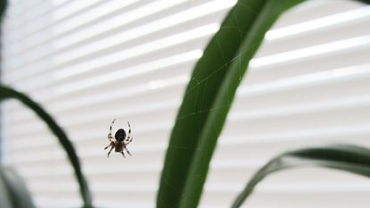蜘蛛网上的一只蜘蛛。屋里有虫子。