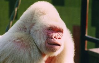 Snowflake the albino gorilla