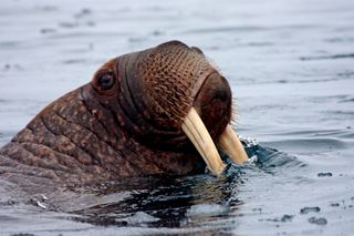 close-up of walrus in Chukchi sea