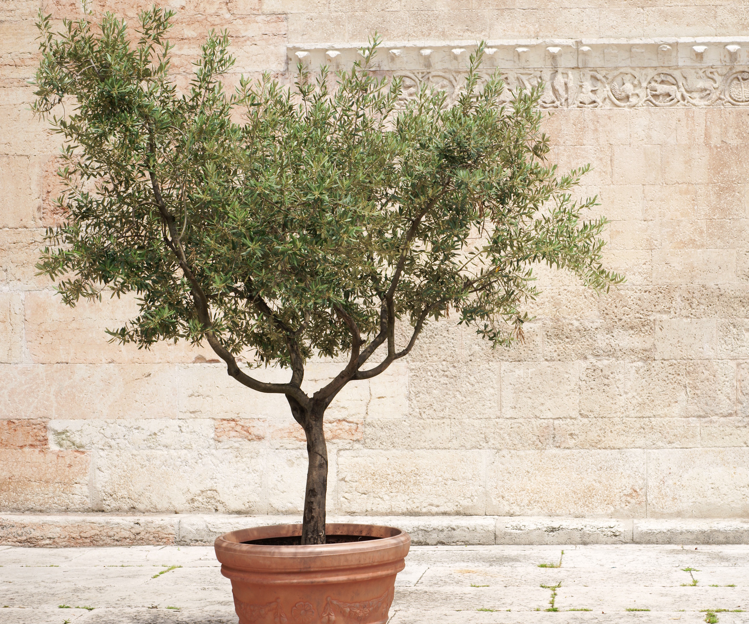Olive tree, Olea europeae, growing in a terracotta pot