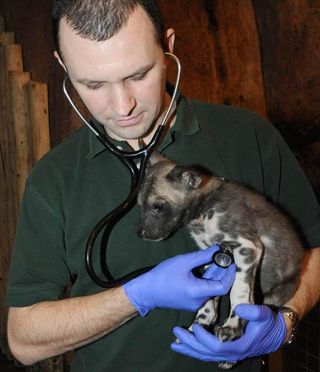 One of the puppies gets a physical from Michael Adkesson, associate veterinarian for the Chicago Zoological Society.