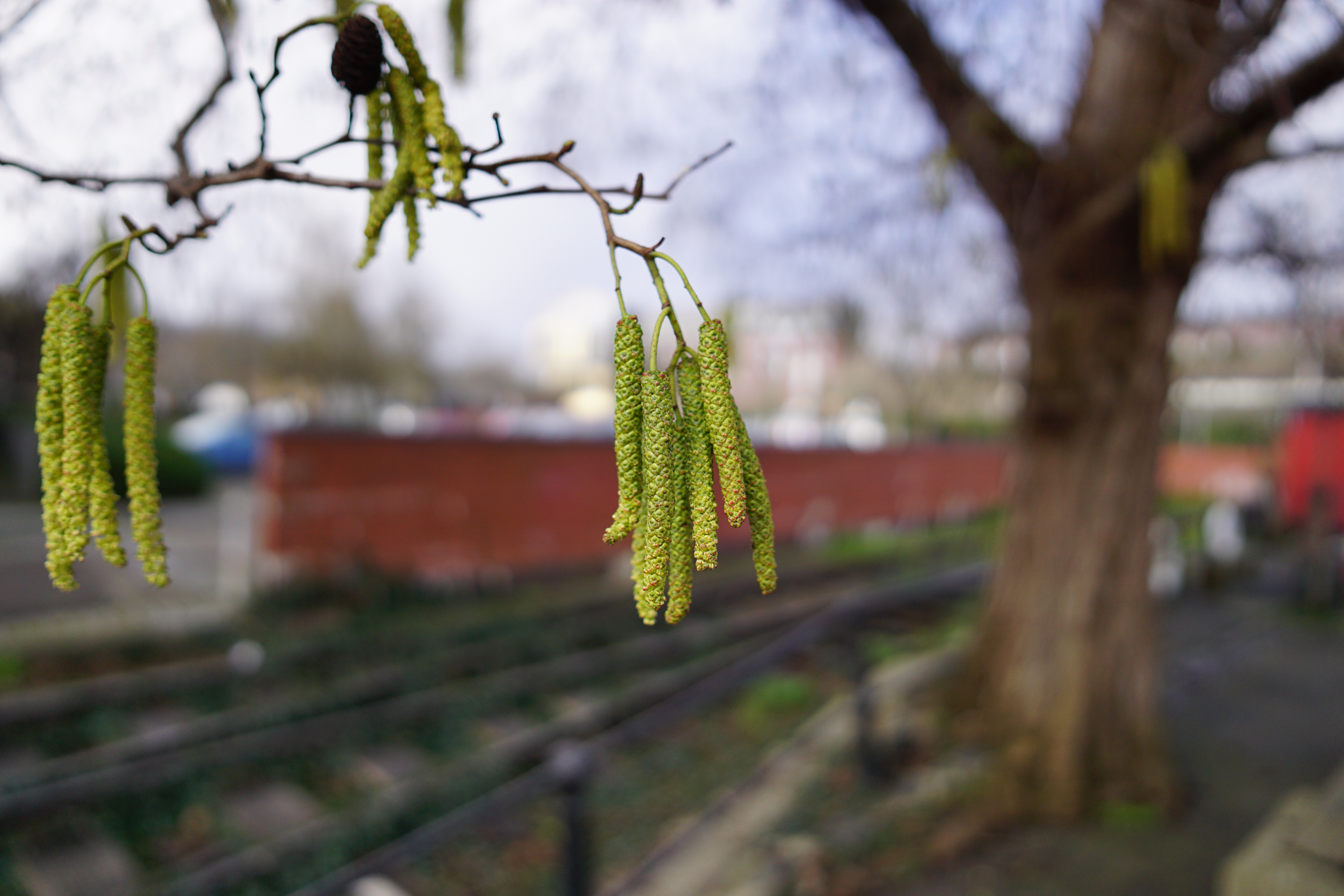Sigma 15mm f/1.4 DC | C sample image