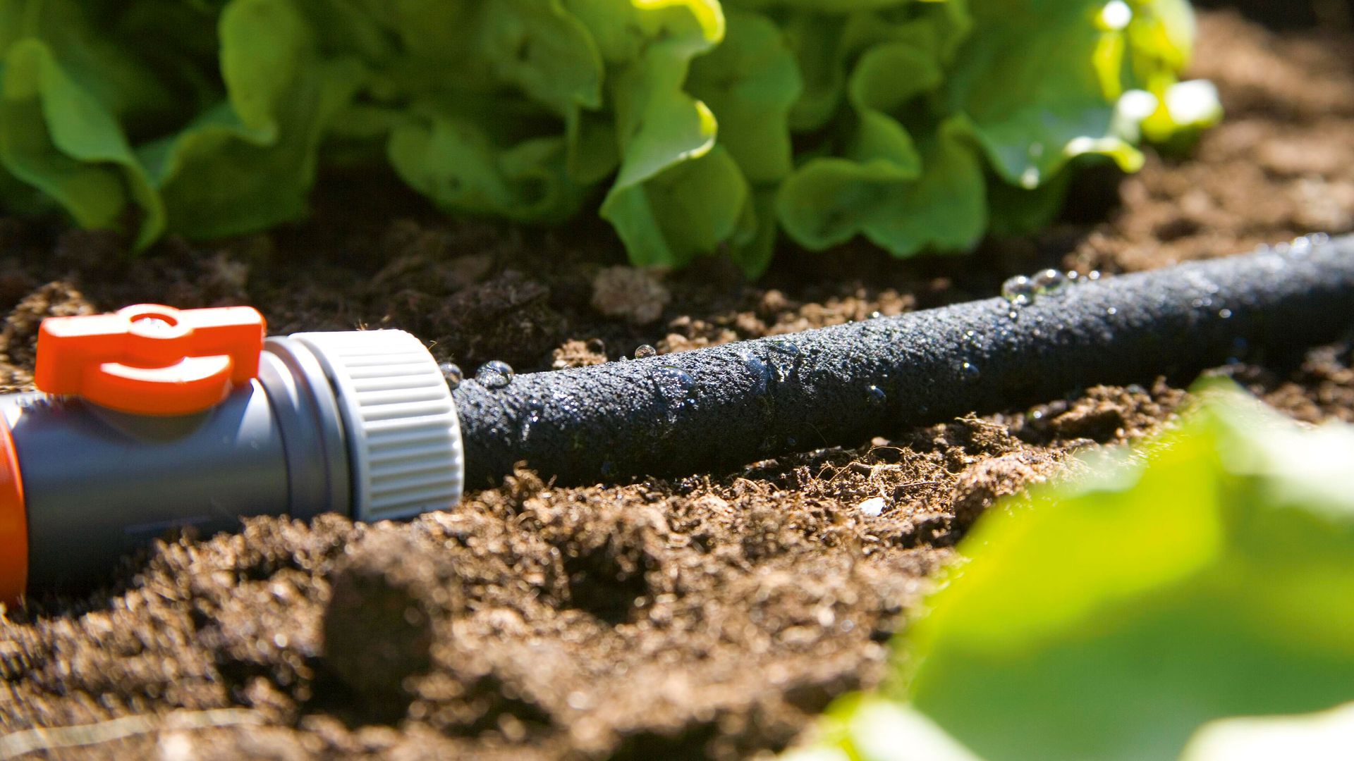Sprinkler vs soaker hose what is best for your garden? Gardeningetc