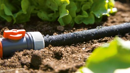 soaker hose in a vegetable patch