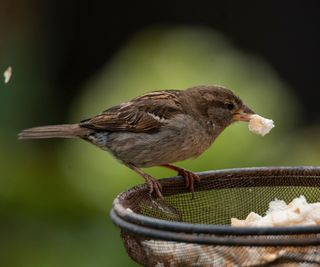 sparrow eating chunks of bread