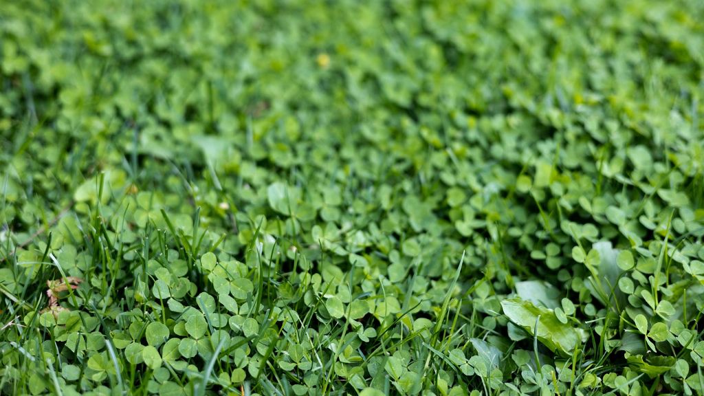 patch of wild clover growing 