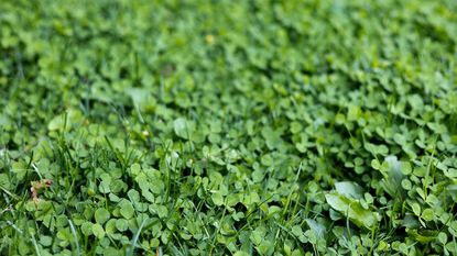patch of wild clover growing 