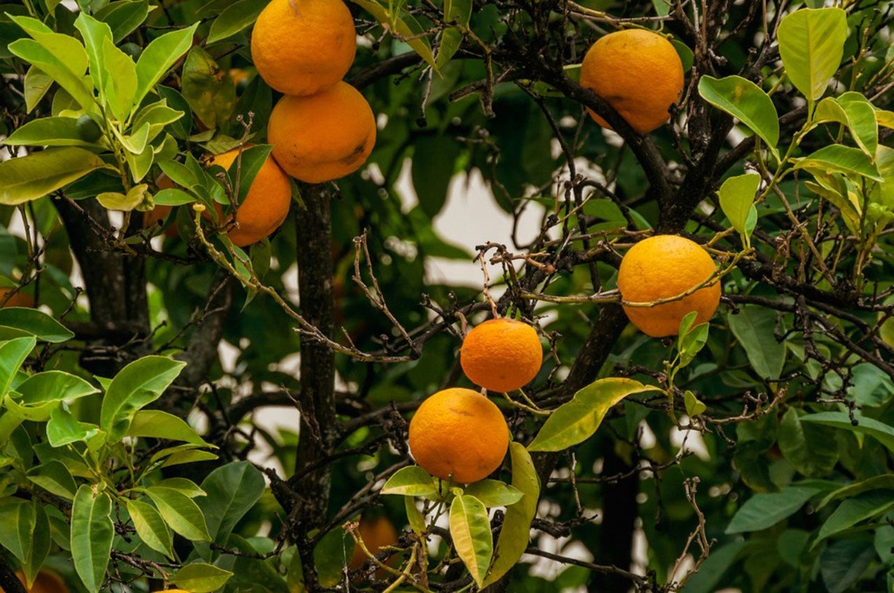 Orange Tree