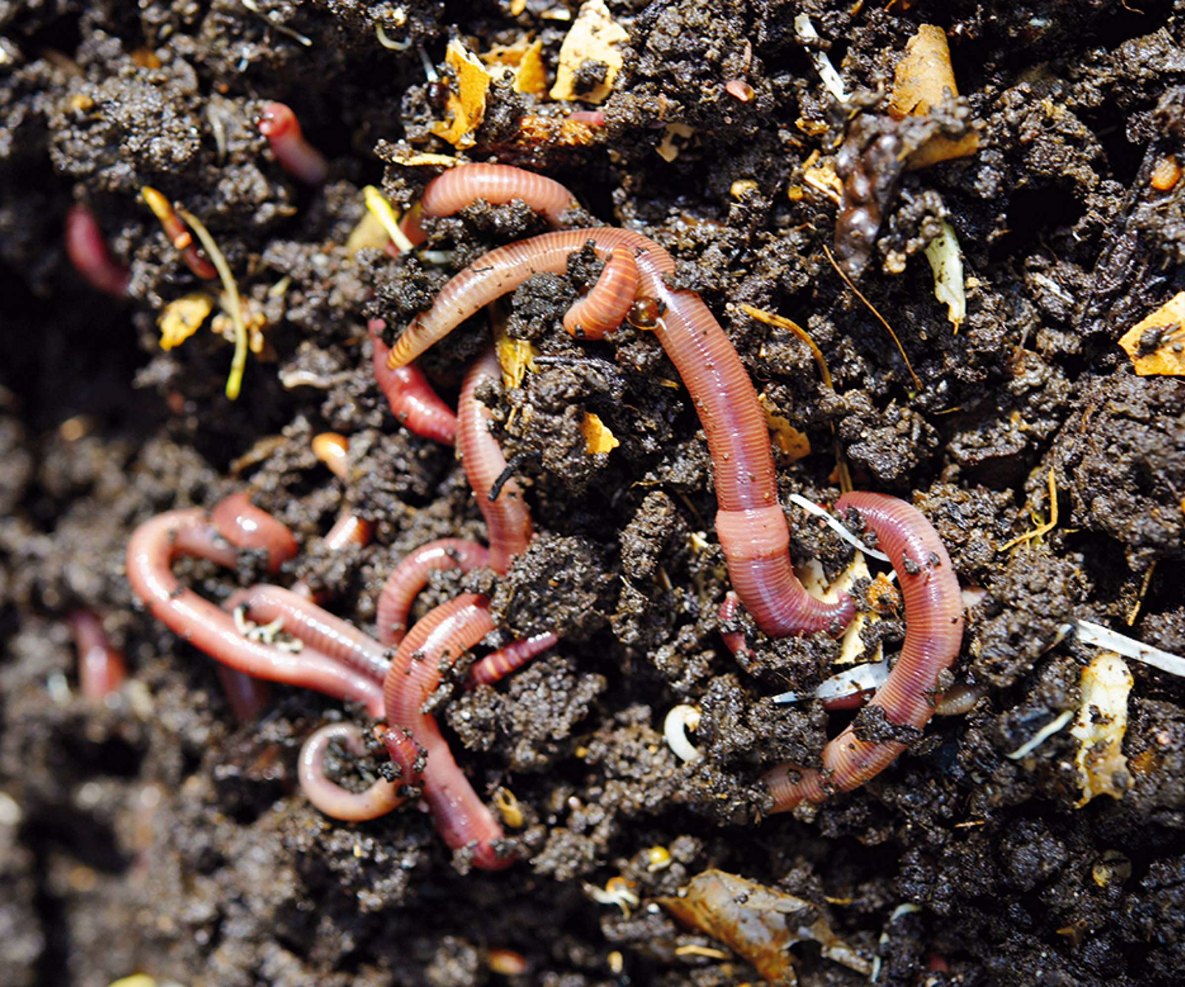 Live worms in a wormery composter up close