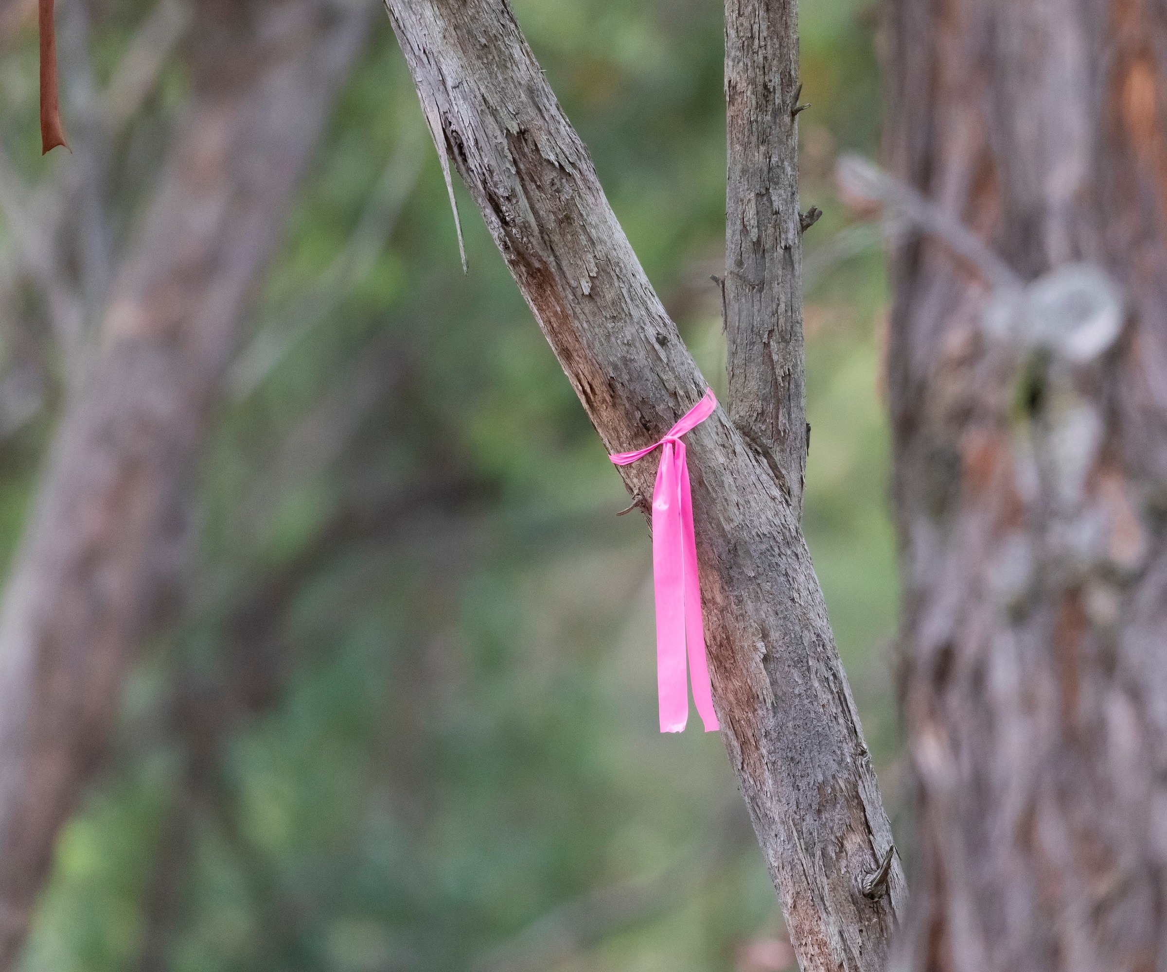 red ribbon tied to a tree branch