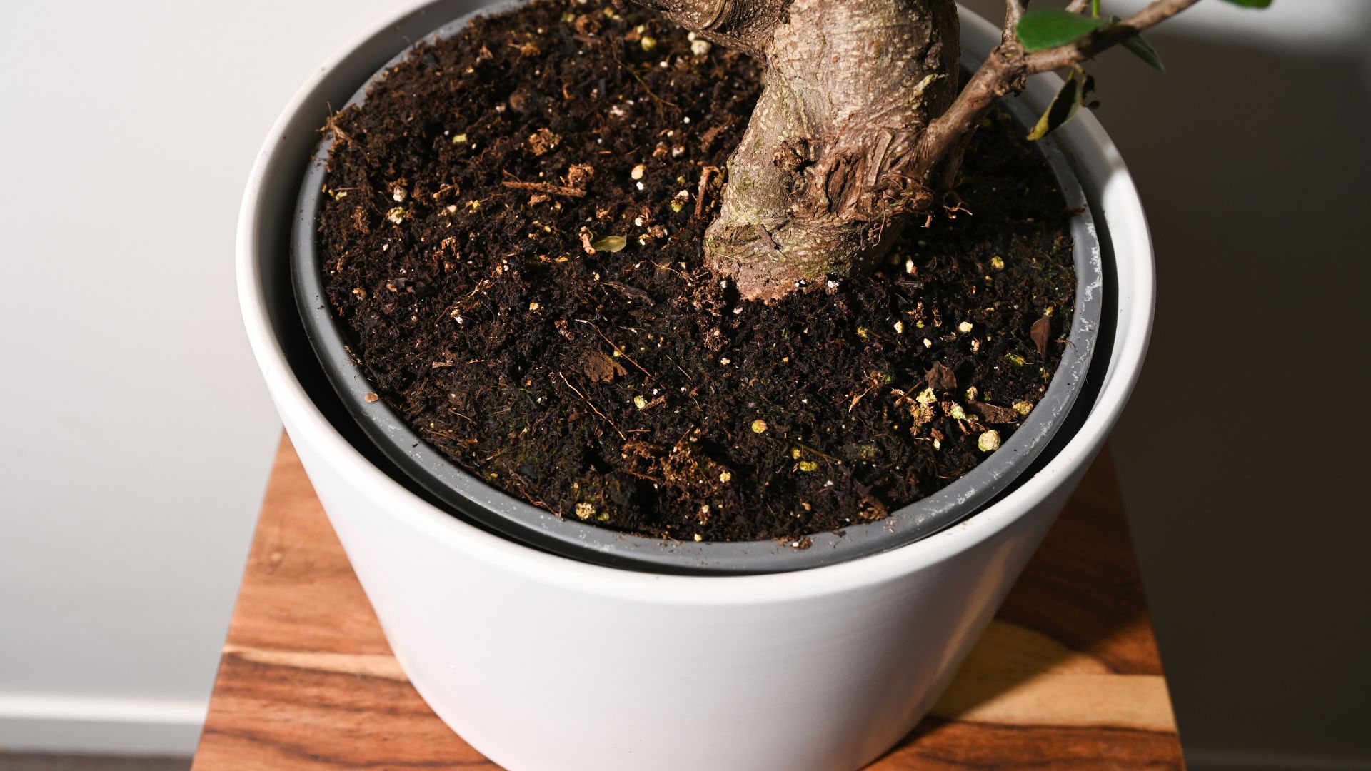 picture of bonsai tree soil in pot