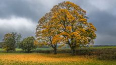 sycamore-tree-CY69N8-Alamy.jpg