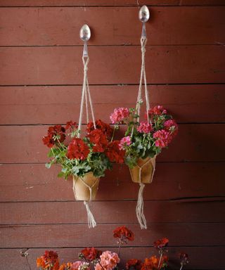 hanging planters with pelargoniums