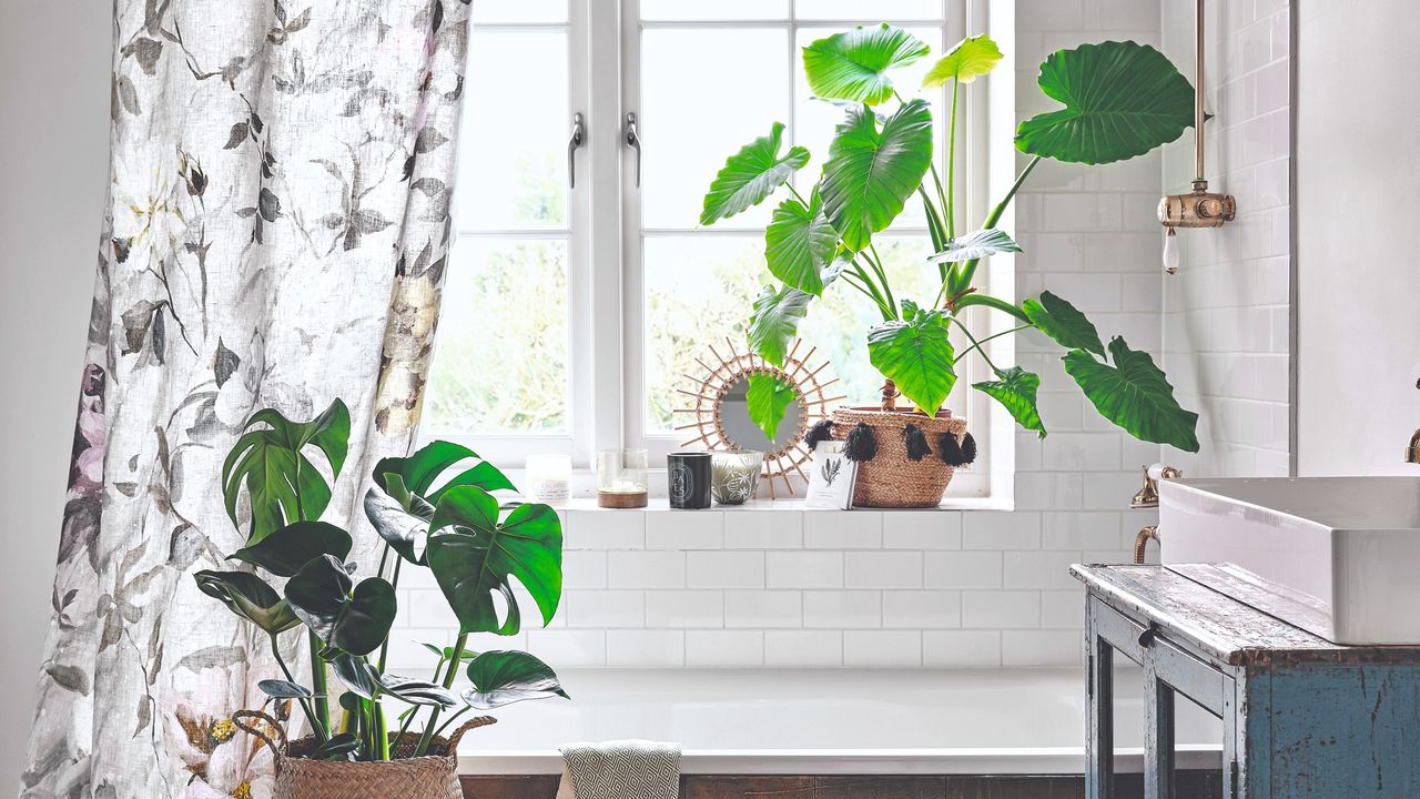 Two large houseplants in a white, bright bathroom