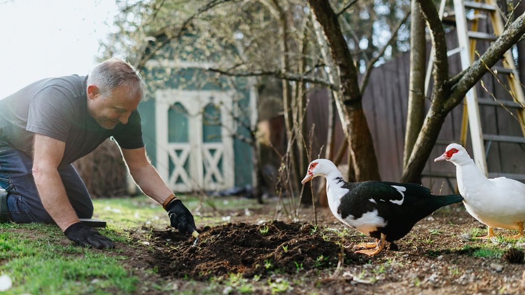 A man digs in the dirt near two ducks