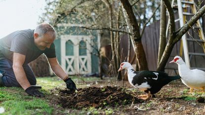 A man digs in the dirt near a duck