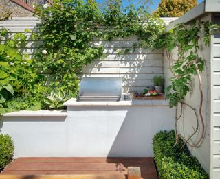 Kitchen garden ideas - trailing fig